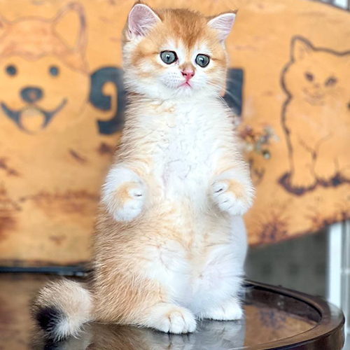 Mèo Golden con với bộ lông vàng trắng đang đứng ngơ ngác