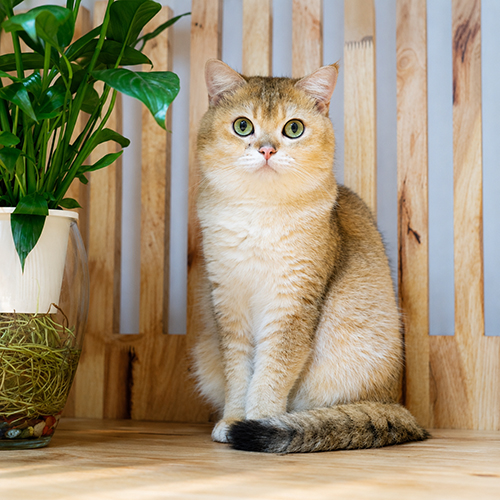 Mèo Golden có dấu hiệu hoa văn tabby trên lông