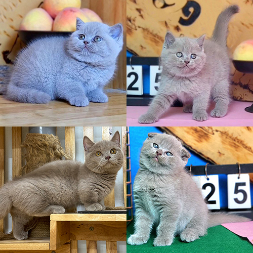 Bốn bé mèo màu Lilac có ngoại hình và kiểu tai khác nhau