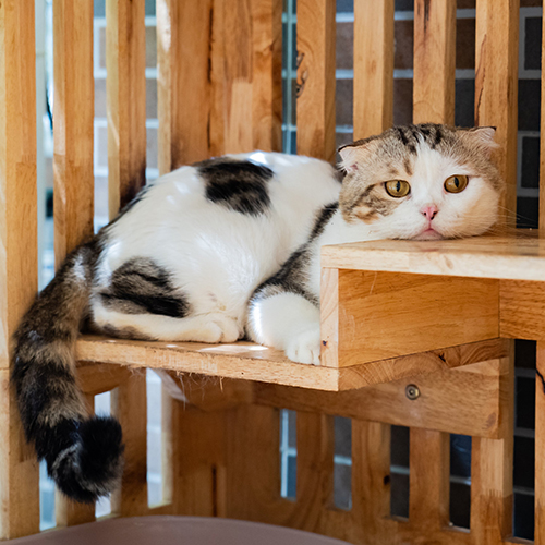 Mèo lông ngắn bicolor tabby trưởng thành nằm trên kệ gỗ