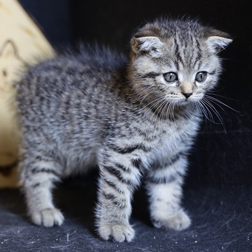 Mèo lông ngắn silver tabby con, vân rõ và mắt sáng