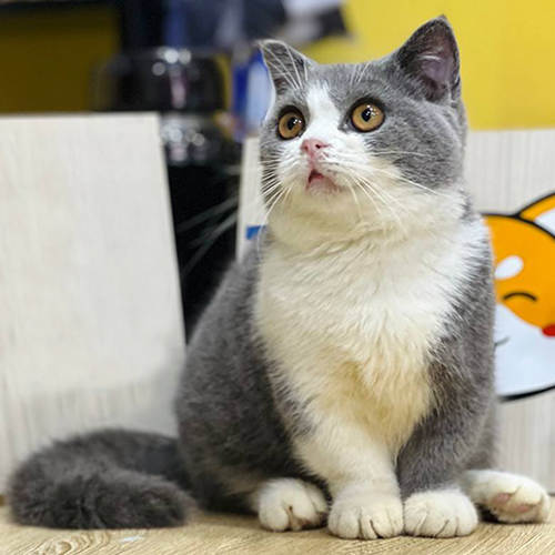 Mèo Munchkin Bicolor form cân đối