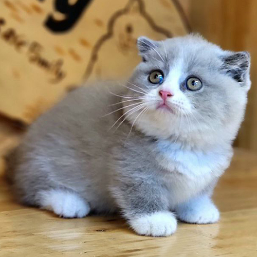 Mèo Munchkin Bicolor lilac