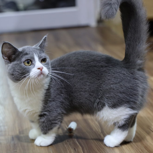 Mèo Munchkin Bicolor xám trắng