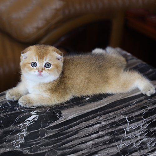 Mèo Munchkin chân ngắn Golden form đẹp