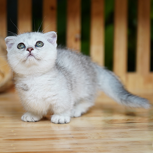 Mèo Munchkin chân ngắn màu silver form đẹp