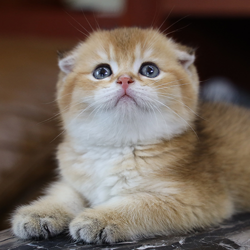 Mèo Munchkin Golden 2 tháng tuổi