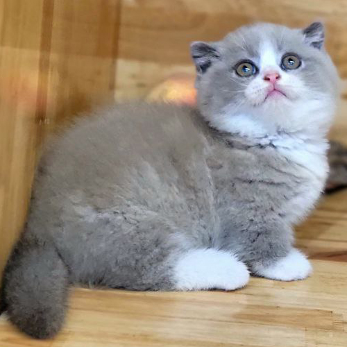 Mèo Munchkin Lilac trắng với mảng trắng ở mặt, ngực và chân