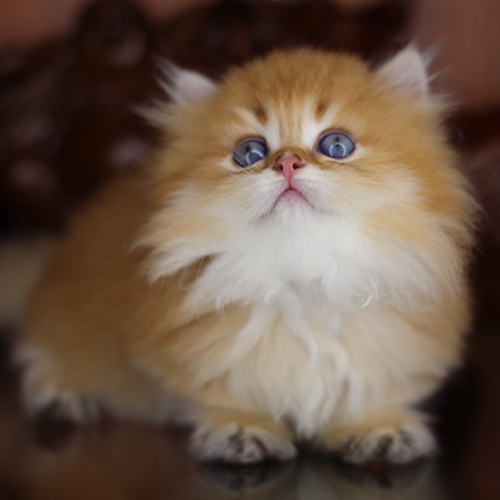 Mèo Munchkin lông dài Golden tại Chạm Pets