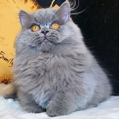 Mèo Munchkin lông dài màu xám xanh