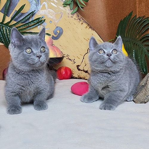 Mèo Munchkin lông ngắn màu xám xanh