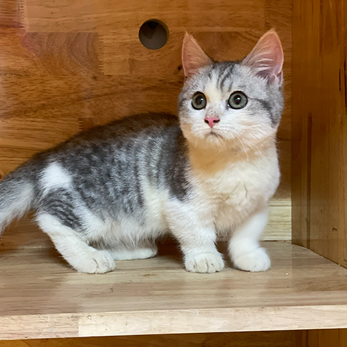 Mèo Munchkin Tabby Bicolor