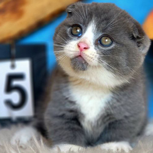 Mèo Munchkin tai cụp màu Bicolor