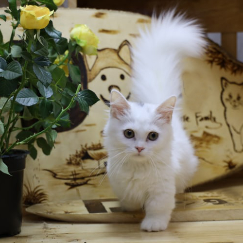 Mèo Munchkin trắng chân ngắn lông dài