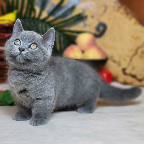 Mèo Munchkin xám xanh 2 tháng tuổi