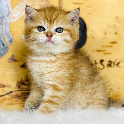 Mèo Anh lông ngắn mướp vàng có hoa văn Red Tabby