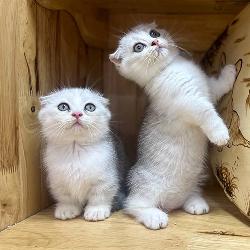 Hai bé mèo Munchkin chân ngắn màu Silver trong không gian bằng gỗ