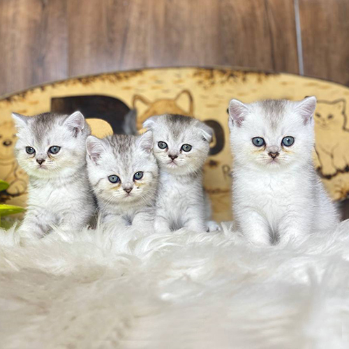 Đàn mèo con Silver tai thẳng và tai cụp minh họa màu lông Silver