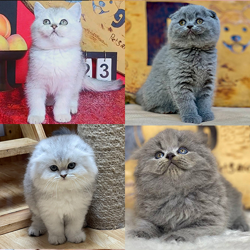 Hình ảnh so sánh mèo Silver và mèo xám