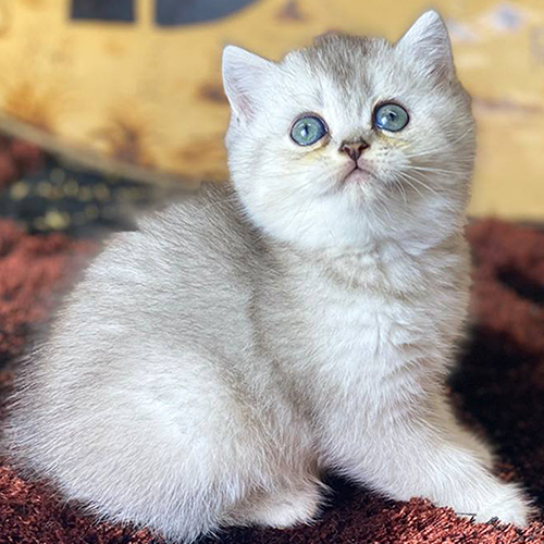 Mèo Anh lông ngắn Silver Shaded có bộ lông bạc phủ nhẹ
