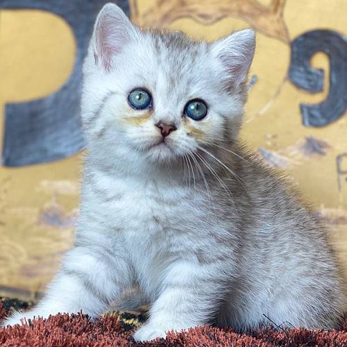Mèo Anh lông ngắn Silver Tabby có hoa văn vằn trên nền bạc