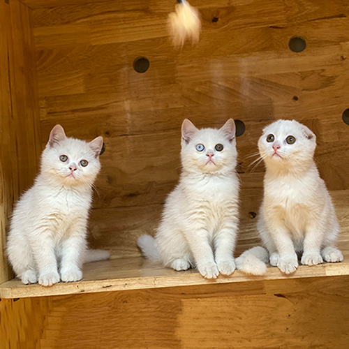 Ba bé mèo lông sáng có màu mắt và đặc điểm ngoại hình khác nhau