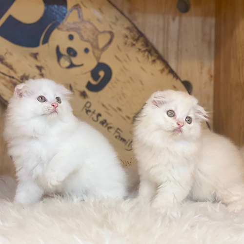 Hai bé mèo trắng lông dài có bộ lông trắng gần như toàn thân