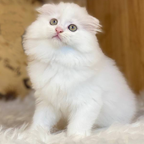 Mèo trắng lông dài tai cụp ngồi trên nền sáng