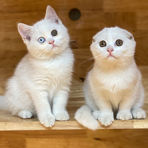 Hai bé mèo trắng lông ngắn có dáng tai và màu mắt khác nhau