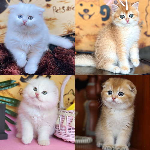 So sánh mèo trắng và mèo golden có tông vàng ấm