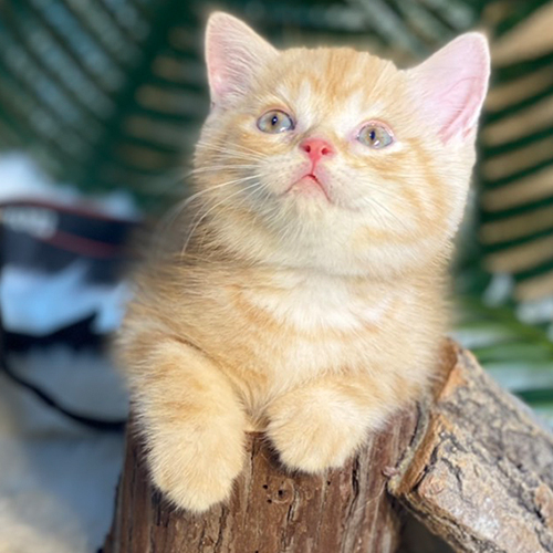 Mèo Anh lông ngắn Red Tabby có bộ lông vàng khỏe và mềm