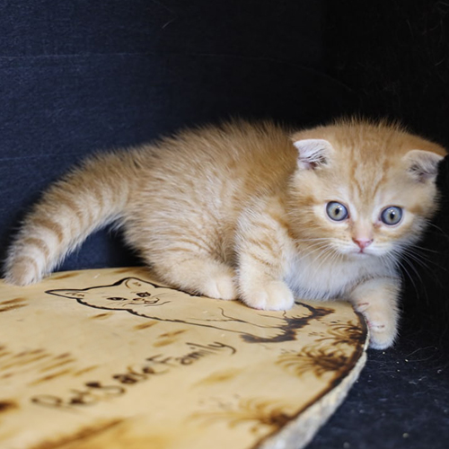 Mèo vàng cam tai cụp chân ngắn có vân red tabby