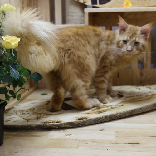 Mèo Maine Coon Red Tabby có bộ lông vàng cam dài
