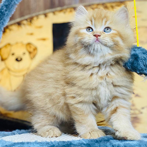 Mèo Anh lông dài màu vàng Red Tabby trong khu vui chơi