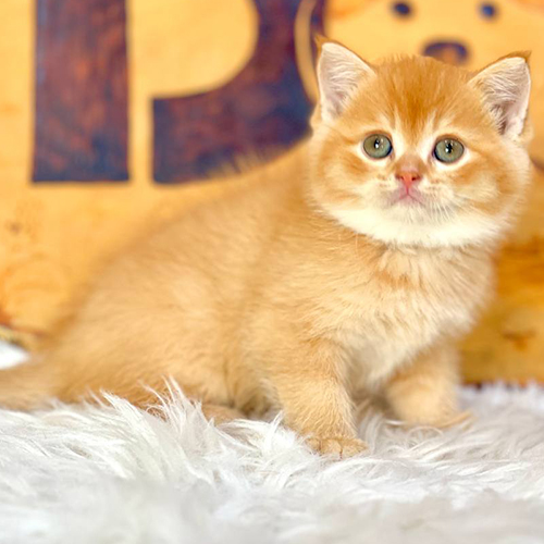 Mèo Anh lông ngắn Red Tabby có bộ lông vàng cam