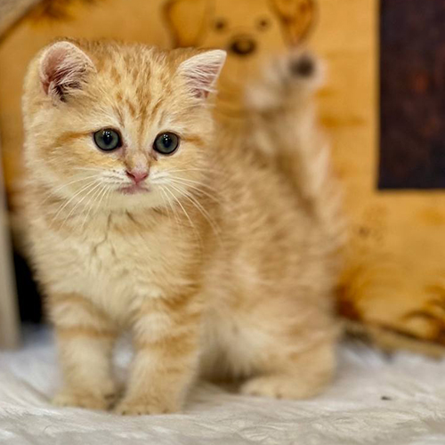 Mèo Anh lông ngắn Red Tabby vàng có hoa văn vằn trên trán và thân