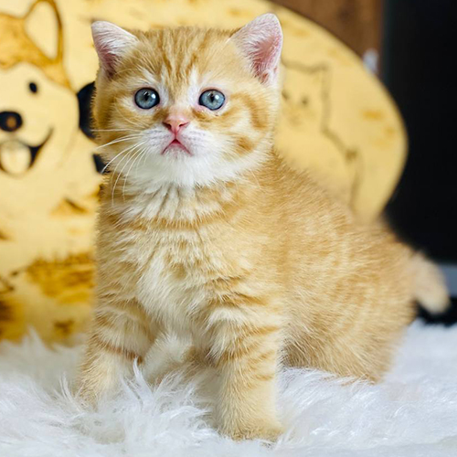 Mèo Anh lông ngắn Red Tabby màu vàng, lông dày và mặt tròn