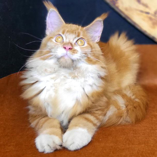 Mèo Maine Coon lông dài màu vàng trắng Bicolor