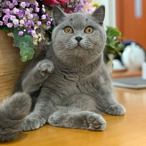 Mèo xám lông ngắn mắt vàng với bộ lông xám xanh