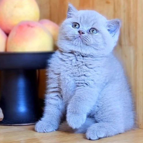 Mèo Anh lông ngắn lilac minh họa giá một bé mèo cảnh