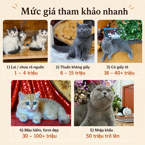Mức giá tham khảo nhanh của mèo Anh lông ngắn theo phân khúc