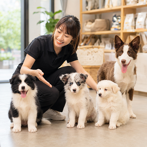 Nhân viên tư vấn chọn Border Collie theo nhiều phân khúc giá khác nhau