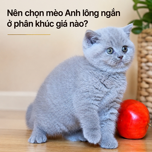 Mèo Anh lông ngắn con minh họa lựa chọn phân khúc giá phù hợp