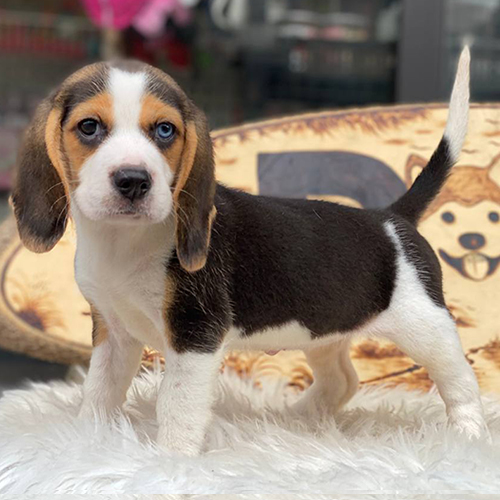 Chó Beagle con màu tam thể, tai cụp dài và dáng đứng nhỏ gọn
