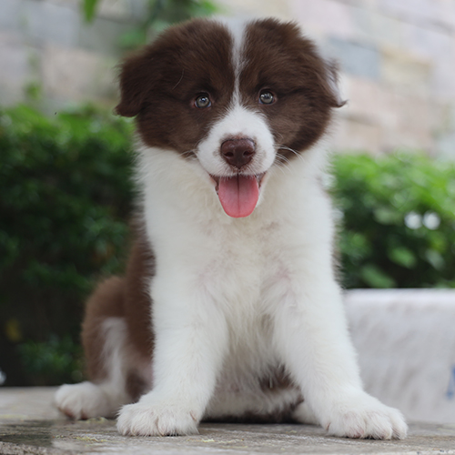 Chó Border Collie con màu nâu trắng có gương mặt cân đối