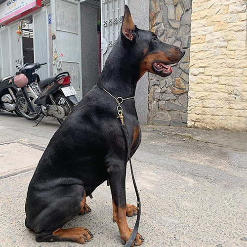 Chó Doberman đen nâu ngồi oai nghi, thân hình săn chắc và bộ lông ngắn bóng mượt