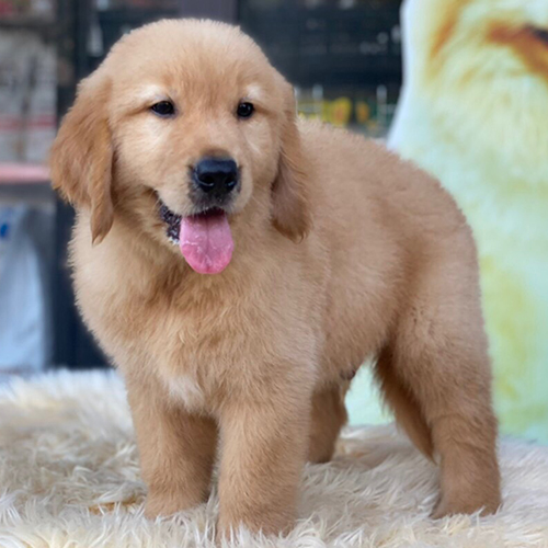 Chó Golden Retriever con lông vàng với thân hình cân đối và gương mặt hiền