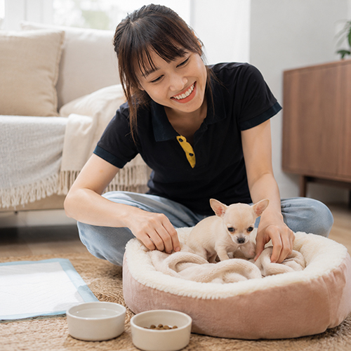 Nhân viên Chạm Pets chuẩn bị ổ nằm, thức ăn và nước cho Chihuahua mini