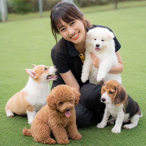 Nhân viên Chạm Pets ngồi cùng chó Samoyed, Corgi, Poodle và Beagle con