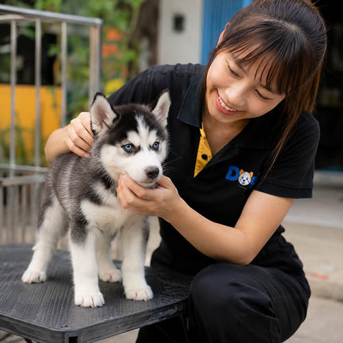 Nhân viên Chạm Pets kiểm tra chó Husky con đen trắng mắt xanh trước khi tư vấn cho khách